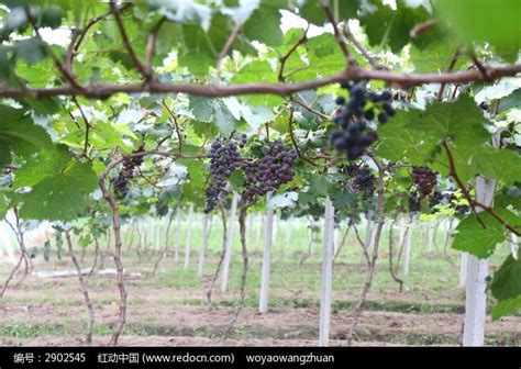 葡萄种植技术与管理-农百科