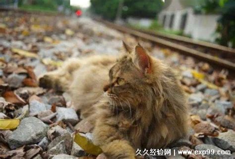 人去世后为何不能让猫靠近尸体，这不是迷信，背后有科学依据_宠界新闻