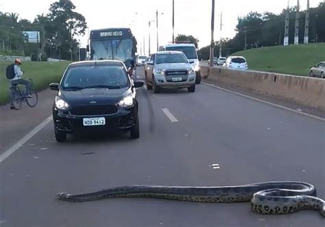巴西3米长巨蟒横穿马路 过往车辆纷纷靠边避让_博览_环球网