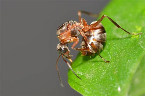 【待产的蚂蚁摄影图片】西安生态摄影_无痕影像_太平洋电脑网摄影部落