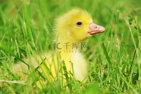 可爱的毛茸茸的复活节小鸭子坐在草地上。高清摄影大图-千库网