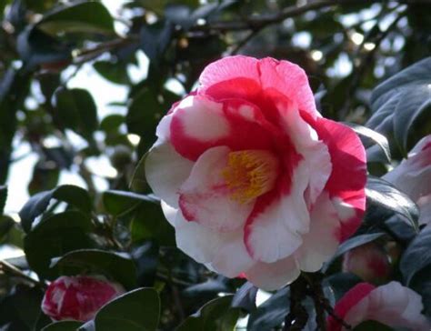 山茶花是什么季节开花，花期几月份-绿宝园林网
