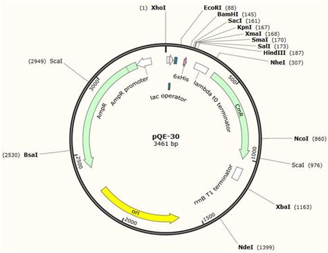 pHHLVX-EF1α-secNluc-puro慢病毒分泌型活体成像报告基因nanoLUC EF1启动子-质粒载体-ATCC-DSM-CCUG ...
