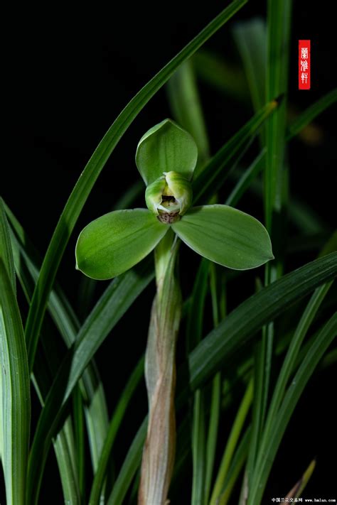 宋梅:宋梅与兰文化_花卉百科-动植物