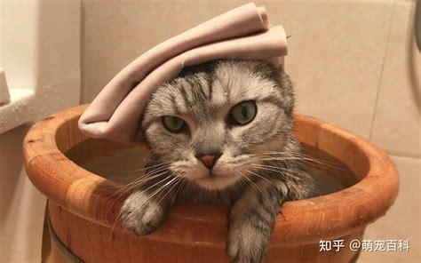 彩虹天堂宠物纪念馆——猫咪不愿意去宠物店，只好自己在家洗澡 - 知乎