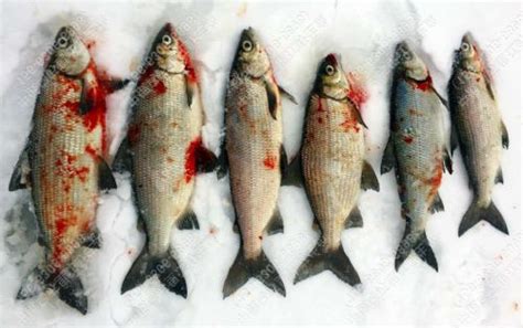 高白鲑鱼批发，高白鲑鱼价格，高白鲑鱼多少钱一斤