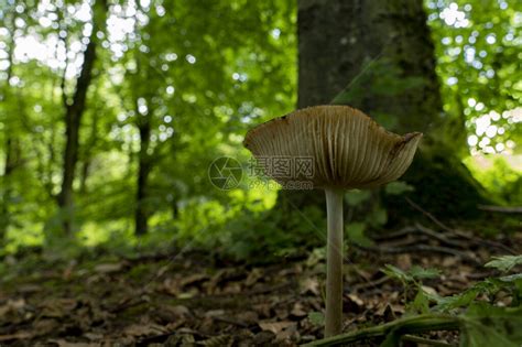 野生蘑菇图片