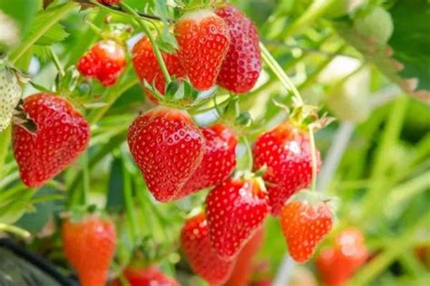 重庆草莓采摘季节是几月份 重庆草莓基地_旅泊网