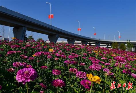 汉口江滩赏秋日花海_武汉_新闻中心_长江网_cjn.cn