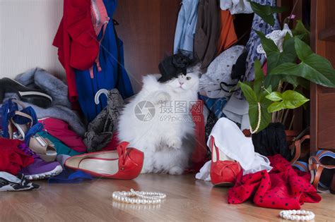猫在衣柜里找东西的高清图片下载-正版图片502896798-摄图网