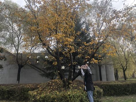 秋天金黄色的树林高清图片下载-正版图片500665025-摄图网
