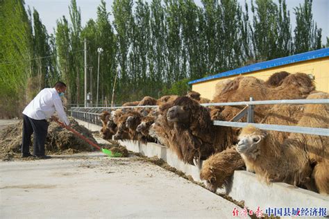新疆洛浦县：养殖合作社助农增收_县域经济网