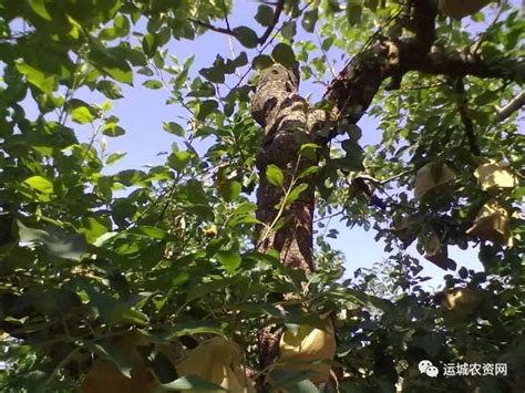 家里种上5种果树，秋天有果子吃还能观赏-行业新闻-中国花木网