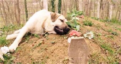 狗狗死了以后怎么处理？安葬狗狗有哪些禁忌呢？