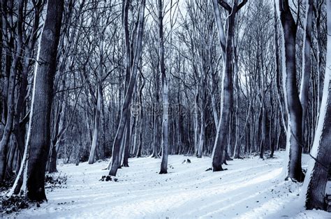 寒冷的分数树森林中下雪高清图片下载-正版图片307539630-摄图网