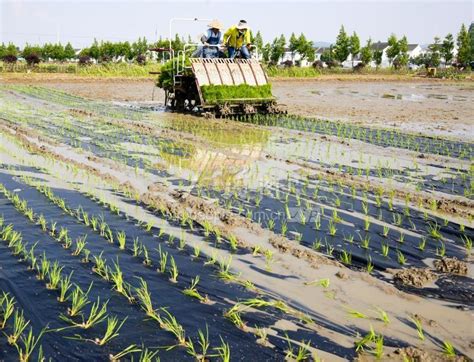 江苏苏州：水稻覆膜机插新技术试验展开-人民图片网