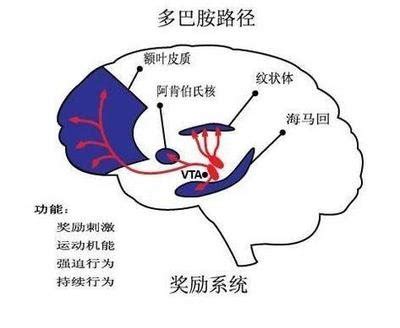 开启精准调控大脑“快乐源泉”之门，上海科学家首次揭示激活态多巴胺受体选择性机理