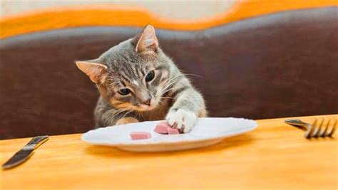 一只蓬松的猫在橙色背景上吃宠物食品的肖像高清图片下载-正版图片502766921-摄图网