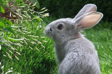 1975年属兔人2023年全年运势详解 75年出生的生肖兔2023年每月运势如何-生肖-三堂网