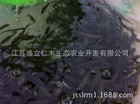 黑鱼多少钱一斤（淡水鱼走俏） - 上海资讯网