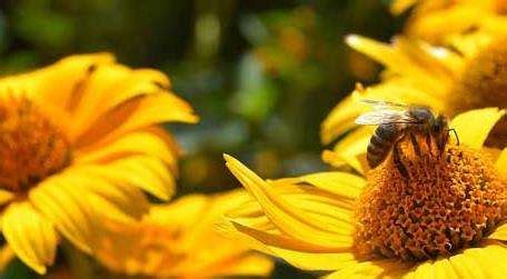 蜜蜂为什么不蜇养蜂人？ - 养蜂资讯 - 酷蜜蜂
