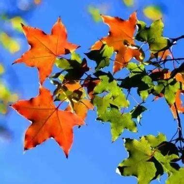 为什么秋天树叶会变黄脱落？-学前教育资源网