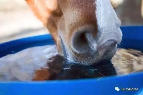 夏季马匹面临的威胁——脱水与无汗症_手机新浪网