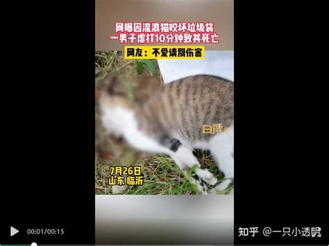 山东一大学生拍摄虐猫视频，致80只流浪猫死亡？ - 青岛新闻网