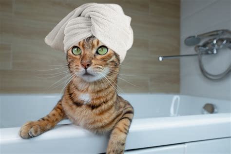 猫咪洗澡图片_猫咪洗澡图片下载_正版高清图片库-Veer图库