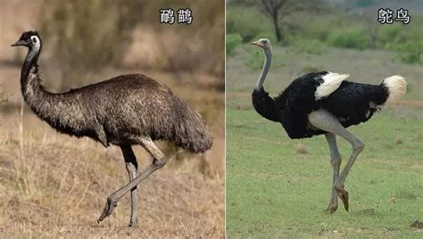 澳大利亚国鸟鸸鹋和“杀人鸟”鹤鸵，谁攻击力更强？脚指甲真长_鸟类_体型_体重