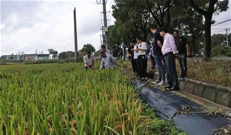 区农技中心组织开展家庭农场主代表考察水稻繁种基地活动
