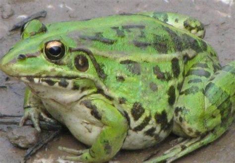 野生的青蛙高清图片下载-正版图片503890006-摄图网