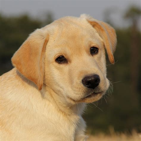 纯种拉布拉多犬幼犬狗狗出售 宠物拉布拉多犬可支付宝交易 拉布拉多犬 /编号10083202 - 宝贝它