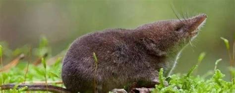 小鼩鼱 Sorex minutus - 物种库 - 国家动物标本资源库