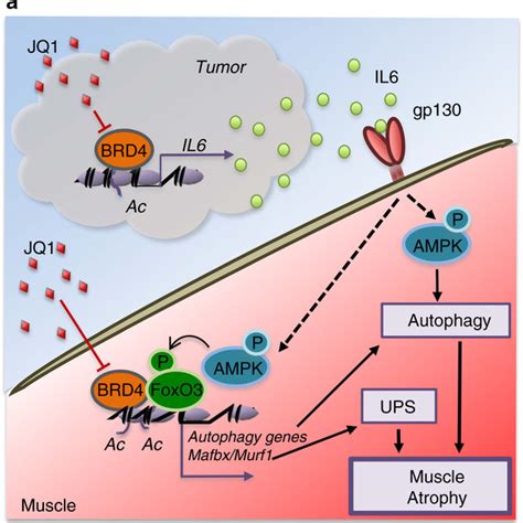 Muscle proteolysis and autophagy are hindered by JQ1 administration. a ...