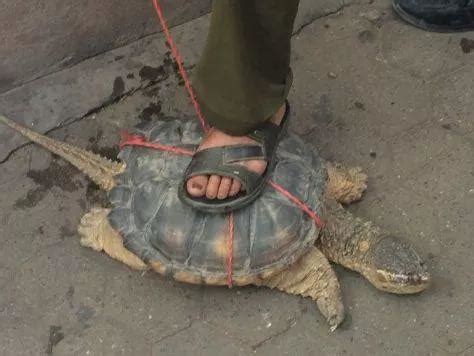 施工现场挖出一只鳄龟 怀疑是保护动物，附近热心居民用两包烟救走_今日镇江