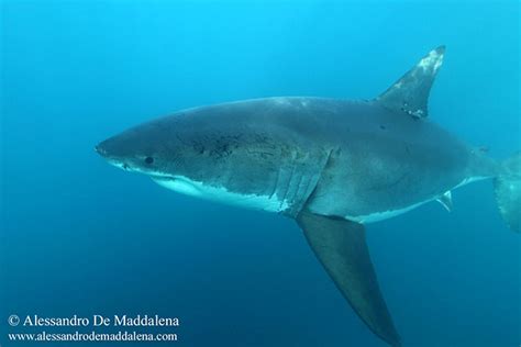 古噬人鲨:长有三角形的刀片状牙齿(体长最大20.3米)-小狼观天下