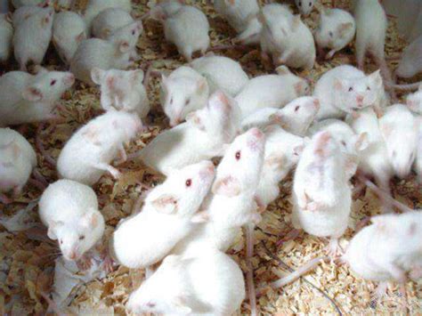 鼠年话鼠丨“实验小白鼠”百年百变史：从近亲繁殖到基因编辑__凤凰网