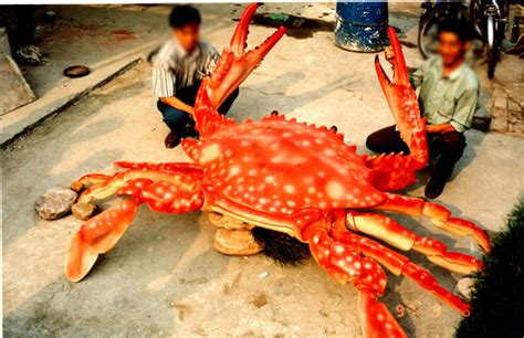 巨型螃蟹,巨型鱼,巨型龙虾_大山谷图库