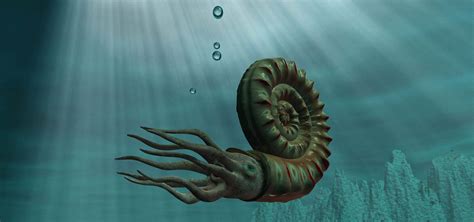 中国科学家在琥珀中发现史前海洋动物“菊石”|南国早报网-广西主流都市新闻门户