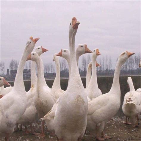 家禽养殖场的一群白色家鹅-包图企业站