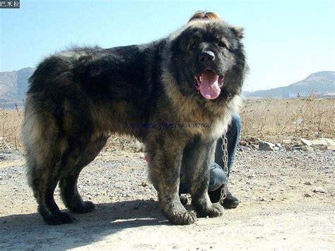 高加索犬又叫高加索牧羊犬，它是一种大型猛犬|高加索犬|高加索|牧羊犬_新浪新闻