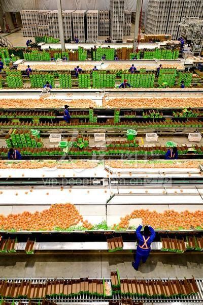 江西赣州：小脐橙做成大产业-人民图片网