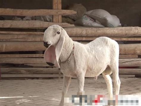枣庄小羊羔价格 买繁殖种公羊多少钱一只 改良山羊养殖场-阿里巴巴