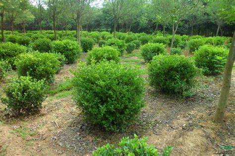 黄杨小树苗怎么种植？黄杨树栽种方法-园林杂谈-长景园林网