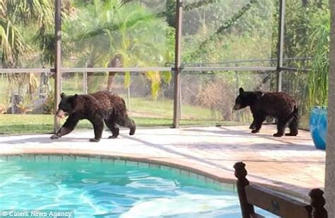 美国佛罗里达州男子回家惊见两只小黑熊在游泳池“开派对” - 神秘的地球 科学|自然|地理|探索