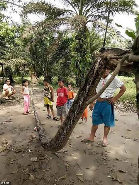 印尼廖内省男子徒手打死7米大蟒蛇勇救途人 - 神秘的地球 科学|自然|地理|探索