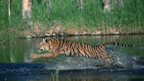 老虎最怕什么 哪些动物怕老虎 - 时代开运网