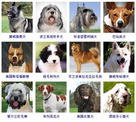 大型犬品种大全（十种著名大型犬你都知道吗） – 碳资讯