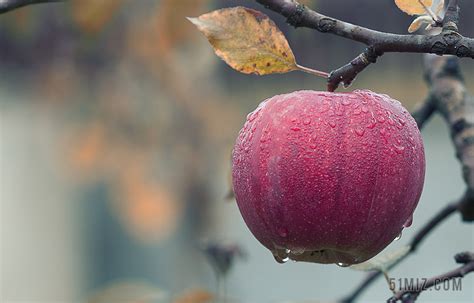 9月份水果有哪些？推荐秋季十种应季水果(3)_巴拉排行榜